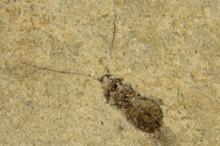 Detailed Fossil Leafhopper (Homoptera) - France #267681